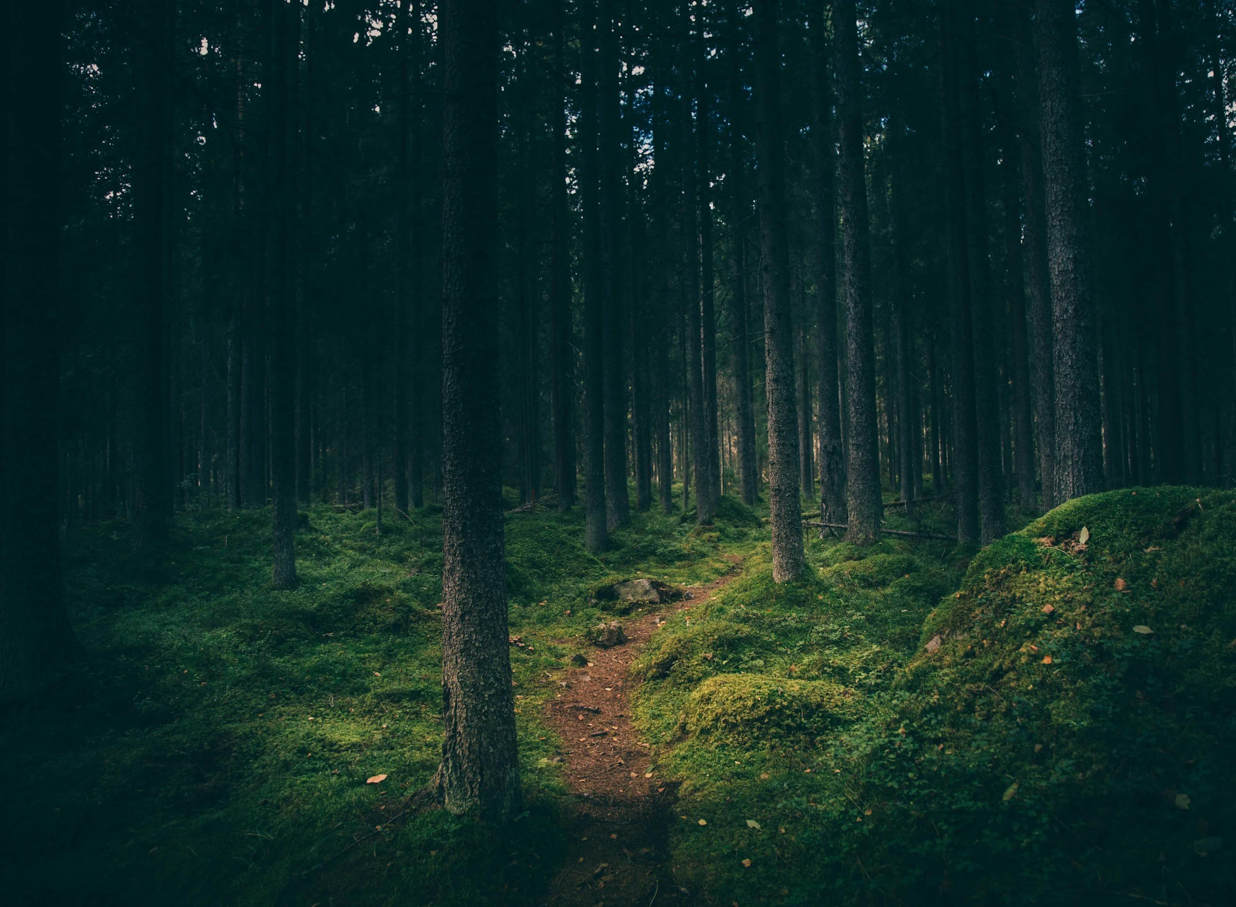 A dense forest with tall trees, green moss on the ground, and a narrow path winding through the forest.