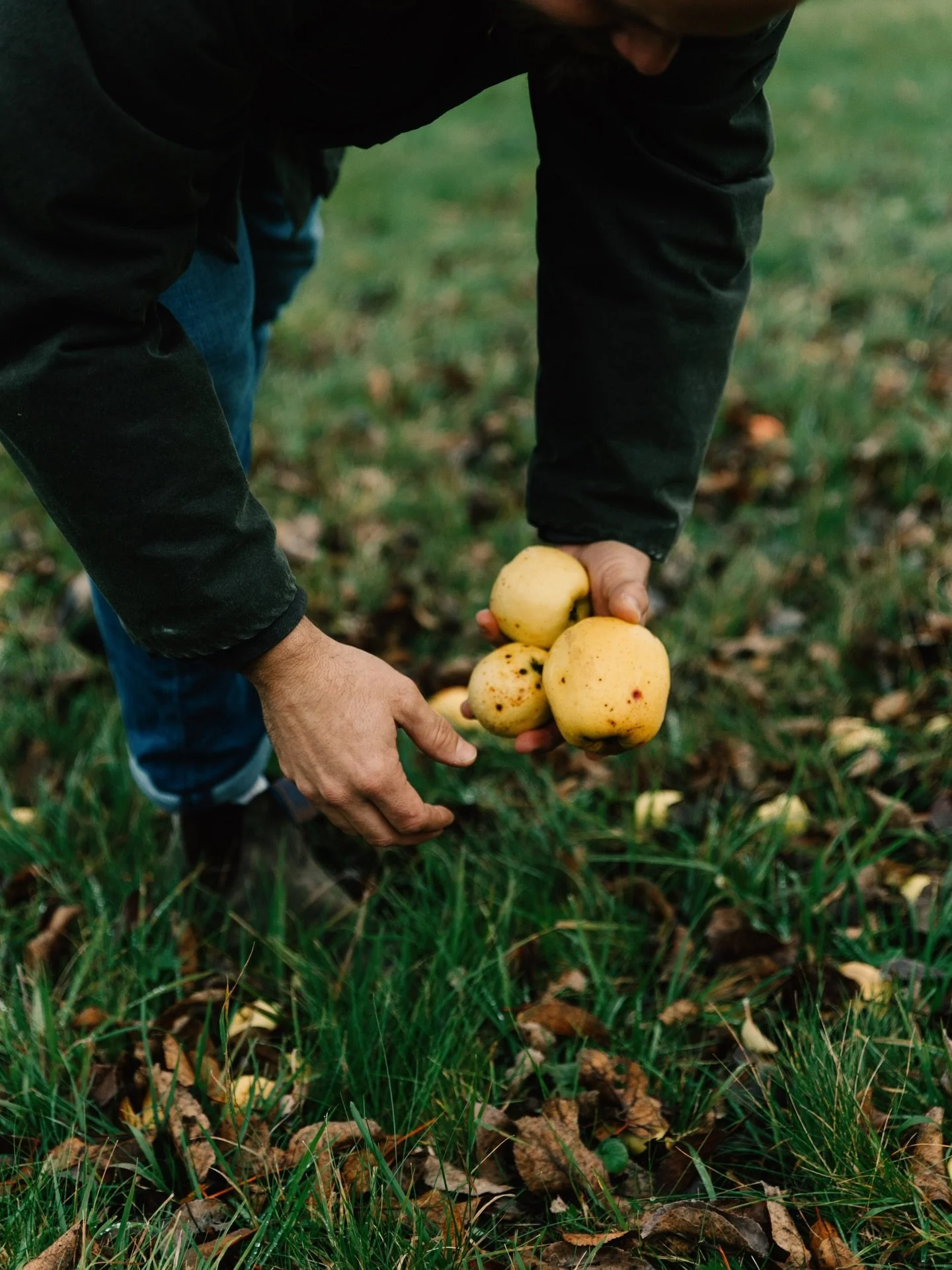 Mit den frostigen N&auml;chten ist die Erntezeit mittlerweile gr&ouml;&szlig;tenteils abgeschlossen. Auch wenn manche Streuobst Sorte dem Winter noch trotz. Die ersten F&auml;sser Most vom Sp&auml;tsommersaft sind mittlerweile fertig vergoren. Dieser
