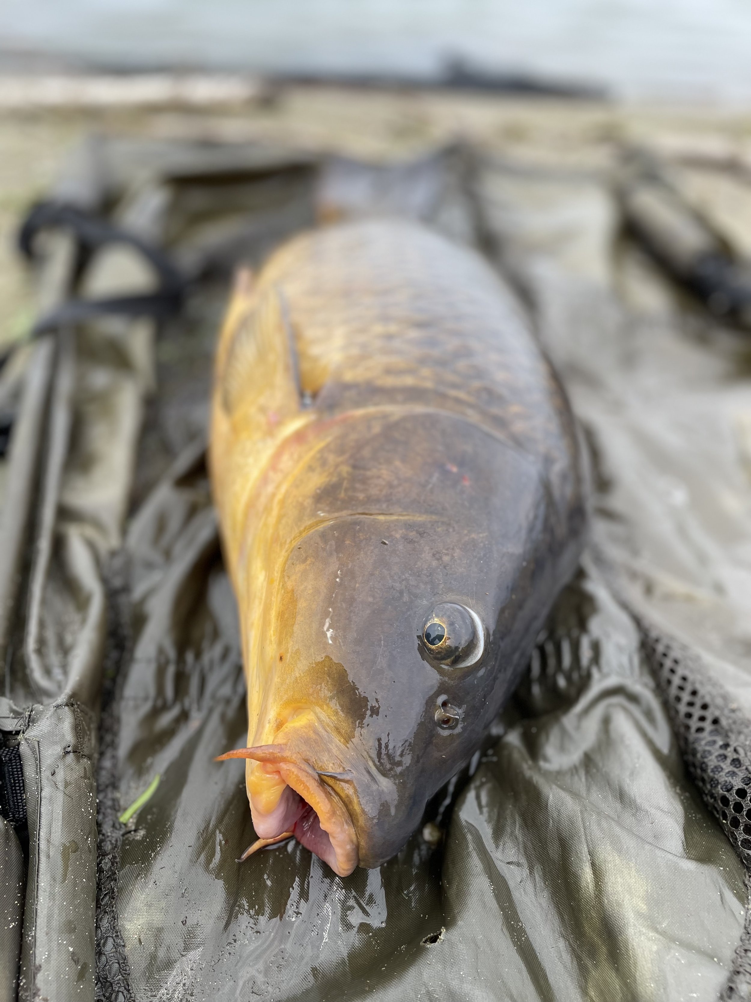 New to Carp Fishing — kiyam carp