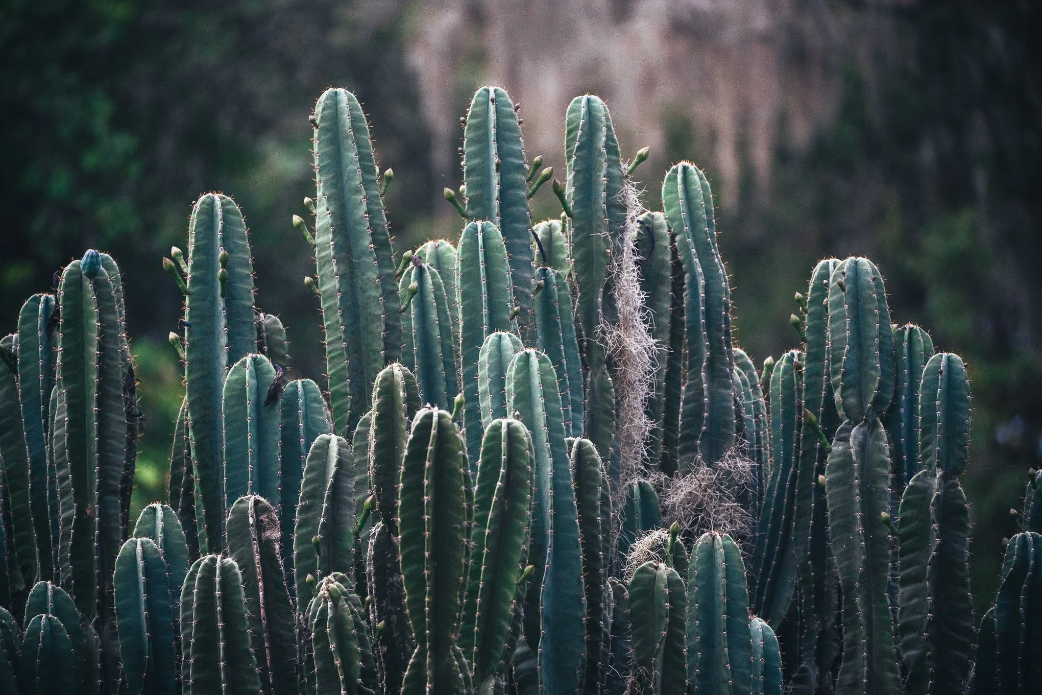 Cactus.jpg