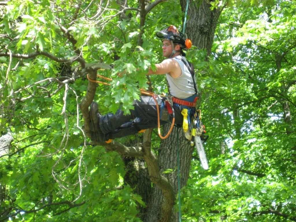 Tree climber in safety gear doing tree trimming or pruning in a leafy green tree.