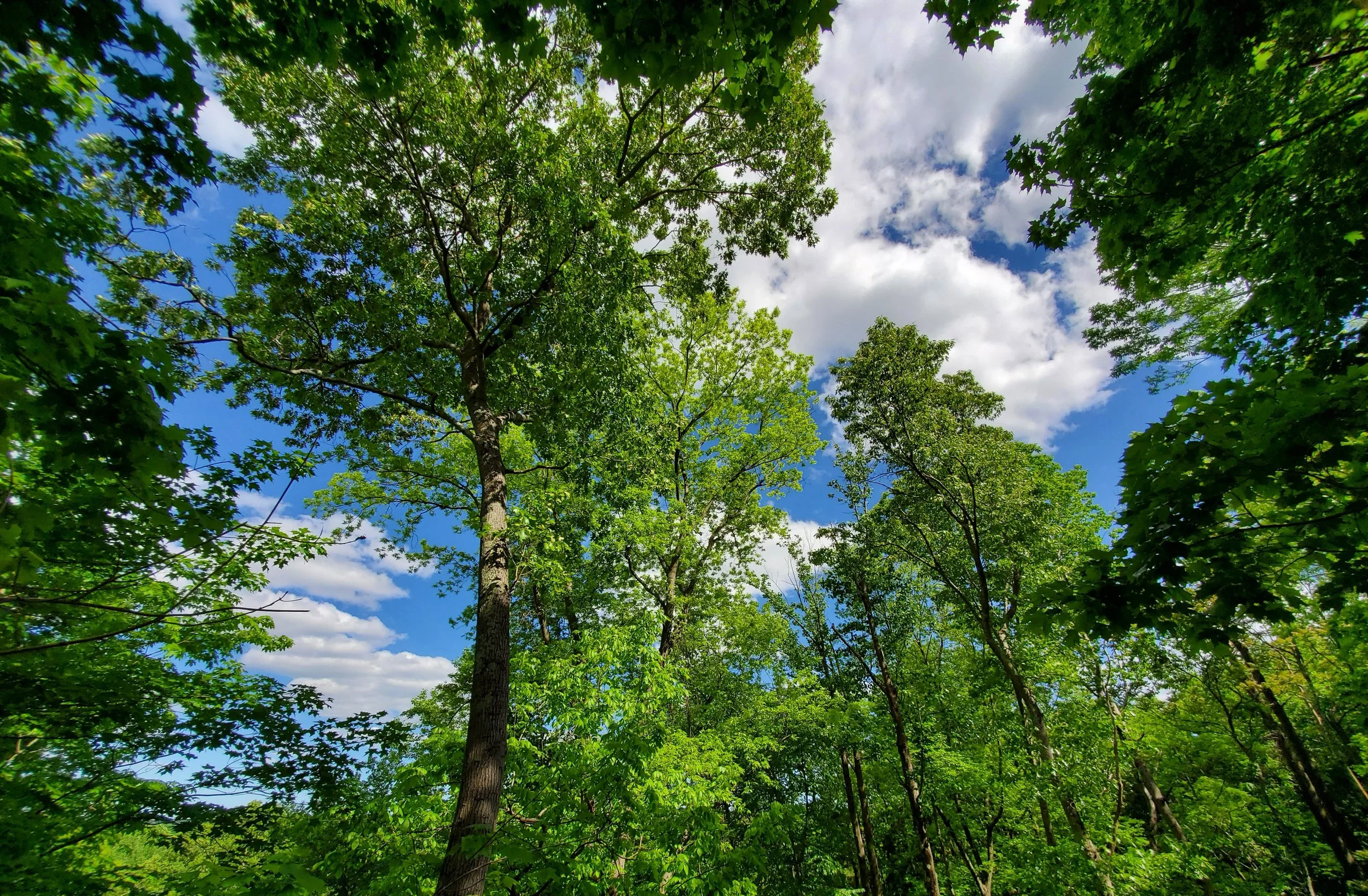 Looking up at lush green trees in a forest with a partly cloudy blue sky.