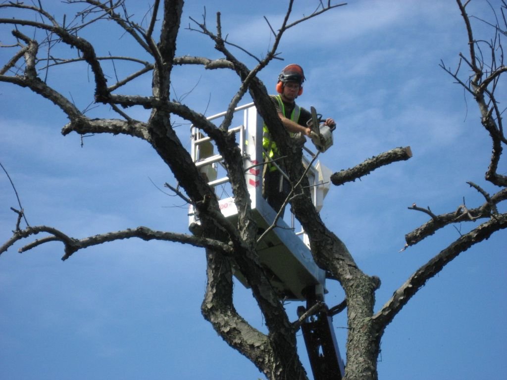 A person wearing a helmet and safety gear is standing in a hydraulic lift basket cutting branches off a tall, leafless tree with an electric chainsaw during daytime.