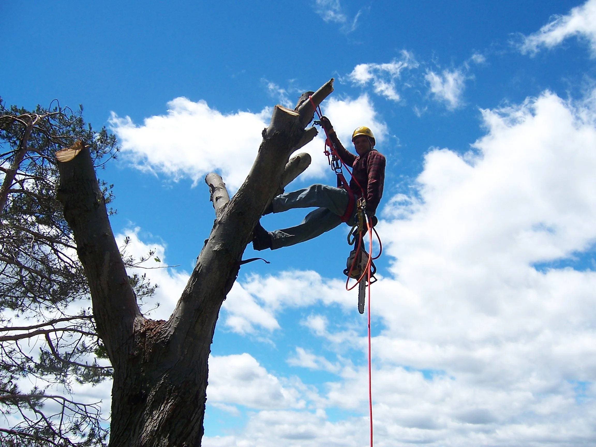 A person wearing a yellow helmet and safety harness is climbing a tall tree, with one foot on a branch and holding onto a high branch with one hand, against a blue sky with scattered clouds.