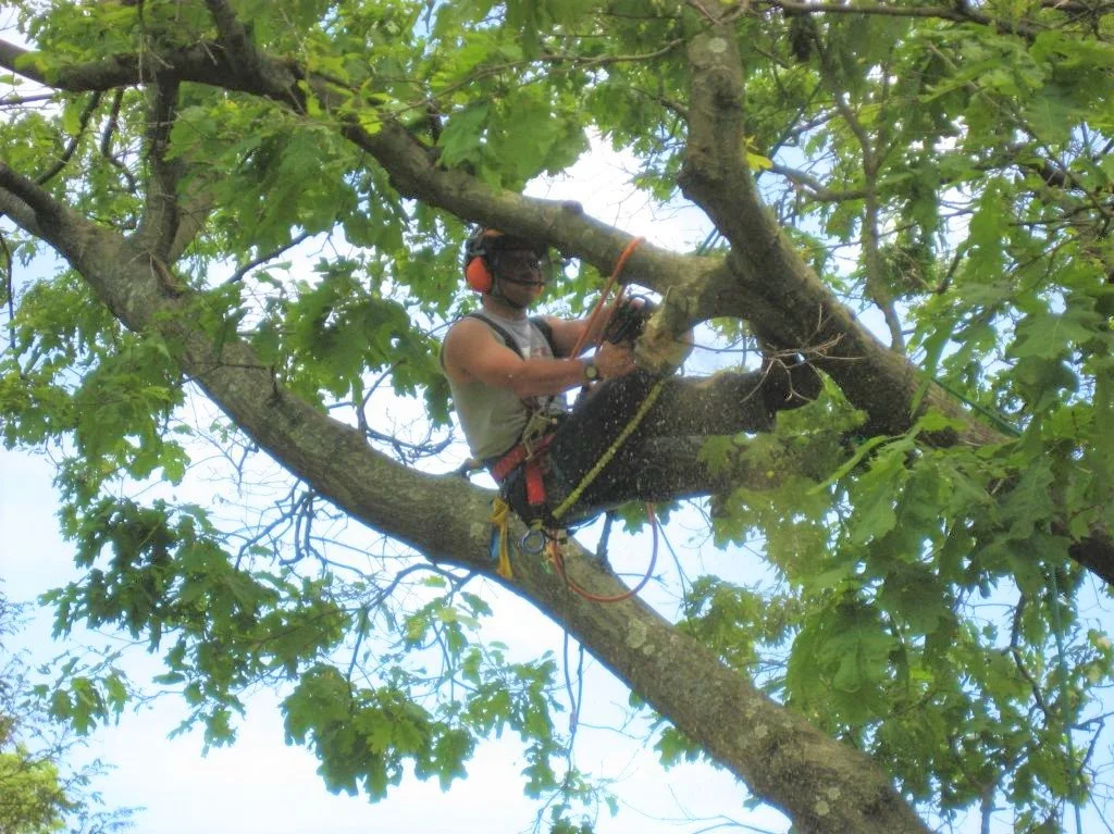 A person wearing safety gear, including a helmet and ear protection, is trimming a large tree with a power saw.