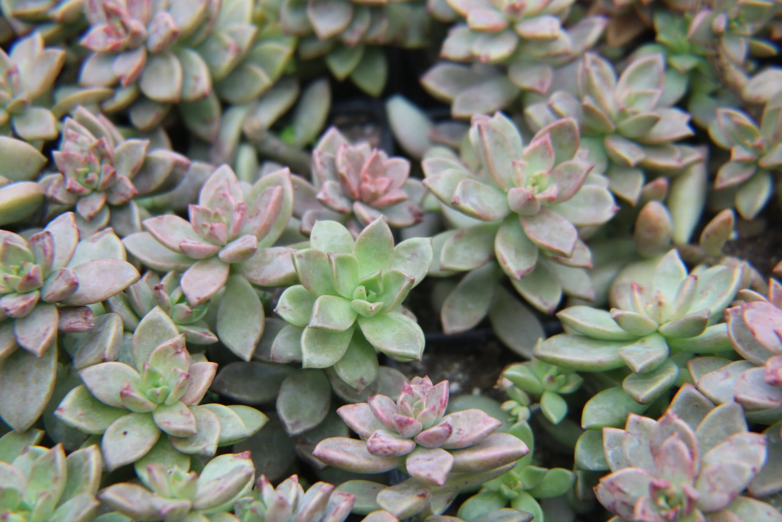 About — Mary Lou’s Greenhouse