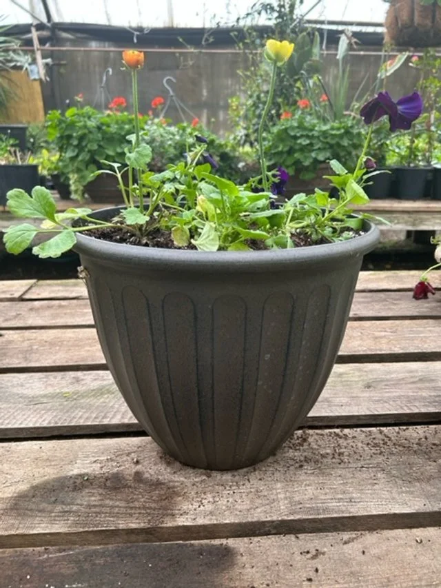 About — Mary Lou’s Greenhouse