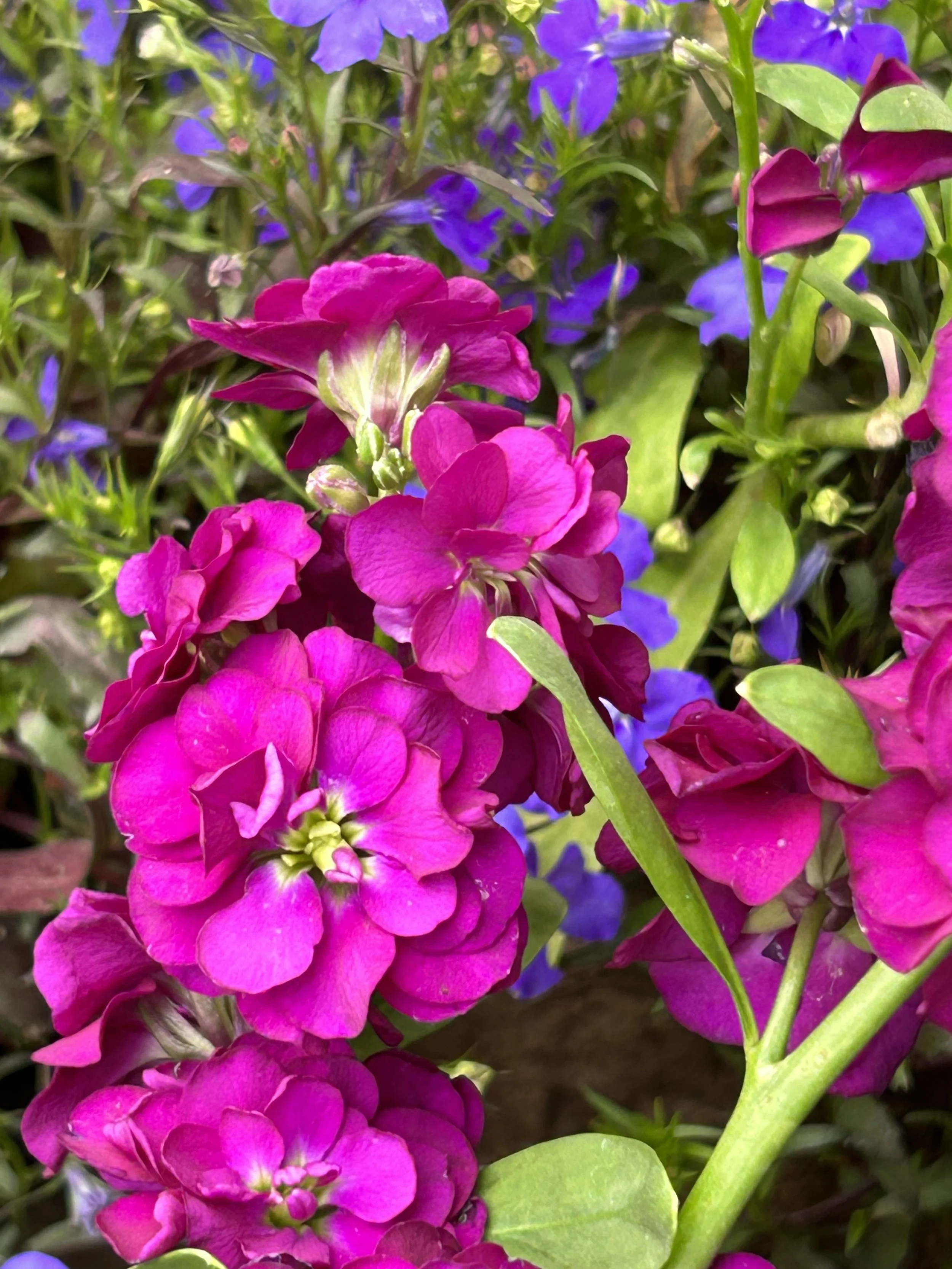 Mary Lou's Greenhouse Order Form — Mary Lou’s Greenhouse