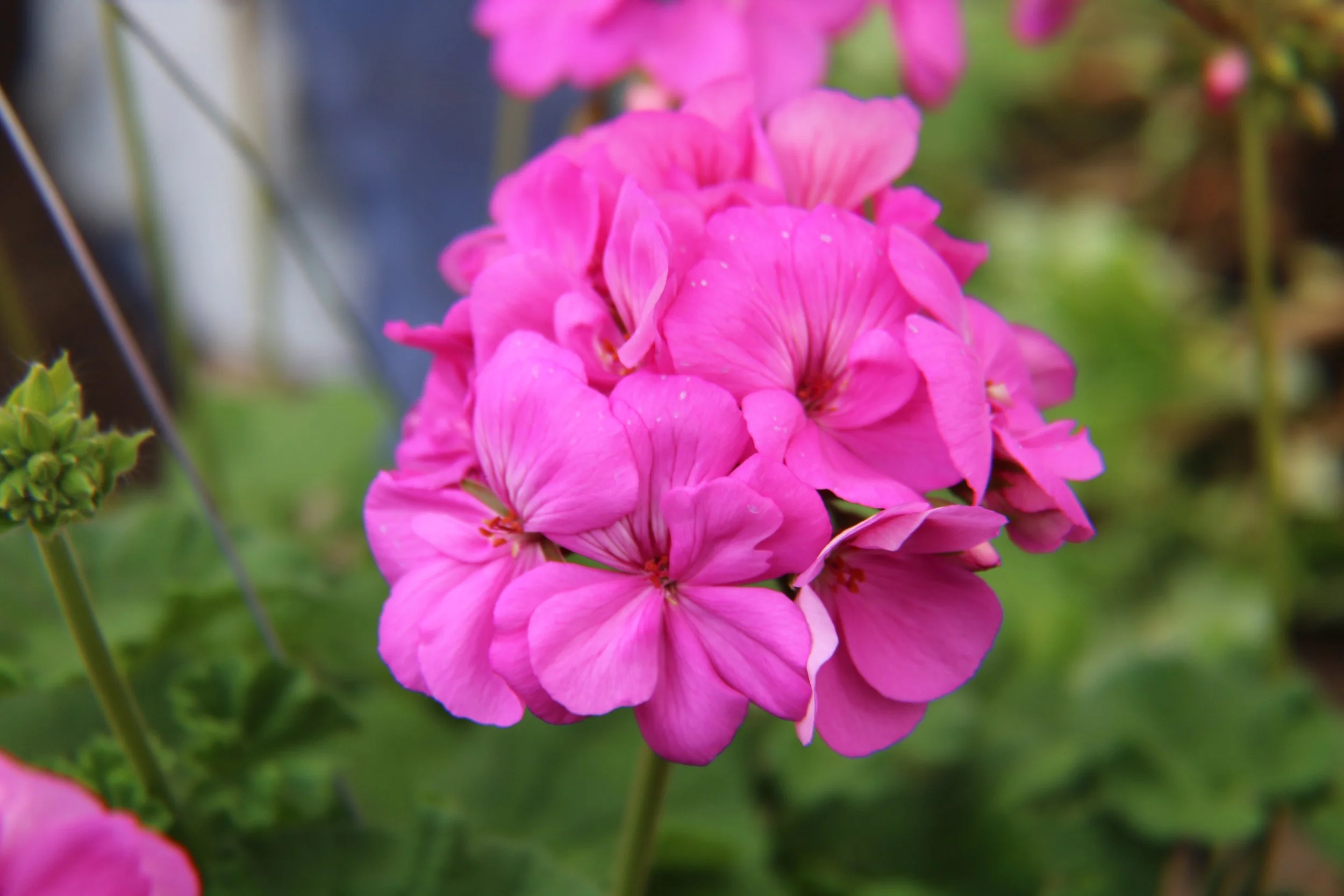 Products — Mary Lou’s Greenhouse