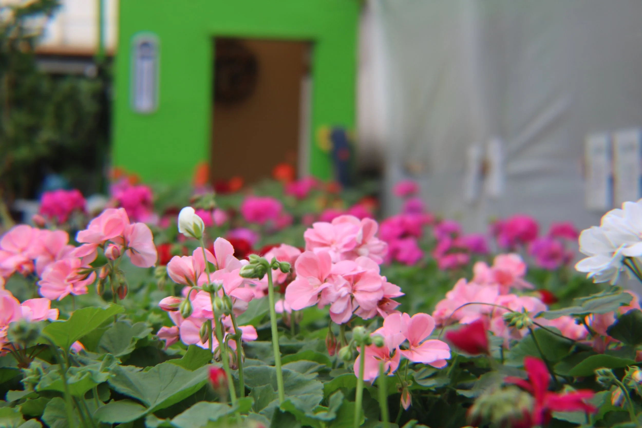 Mary Lou's Greenhouse Burley, ID