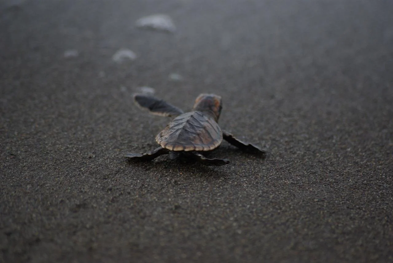 Místico Calls for the Protection of Sea Turtle Nesting at Playa Hermosa During the 2026 Season