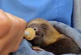 baby sloth