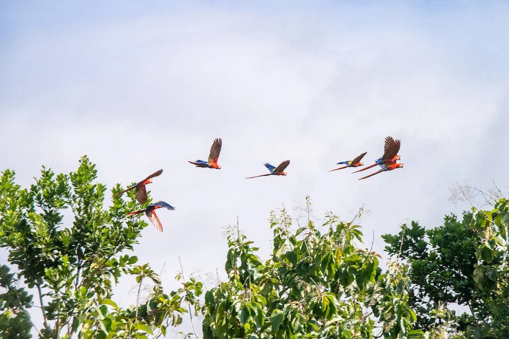 Native Birds of Costa Rica