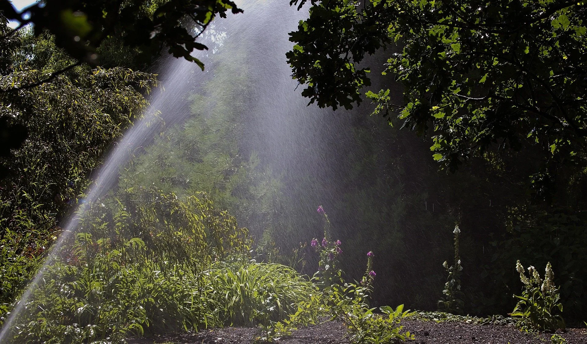 A garden scene with sunlight streaming through trees, spraying water onto plants and flowers.