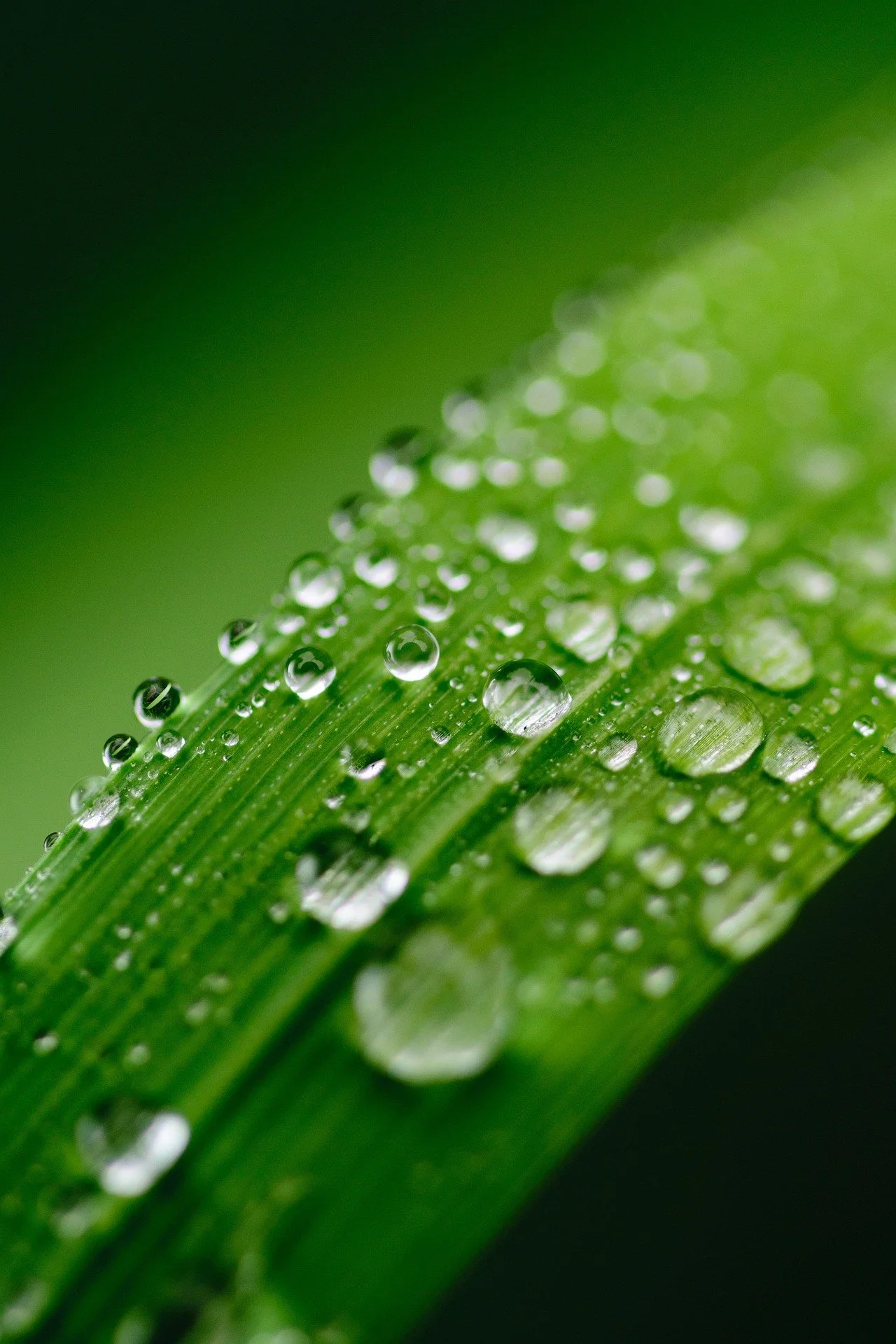 green blade of grass with dew on it