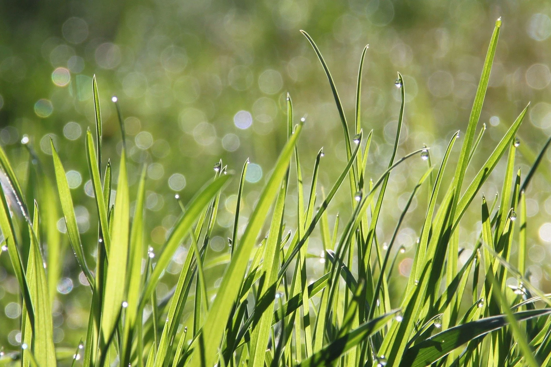 Close-up of green grass blades with water droplets, sunlight, in Conroe, Texas