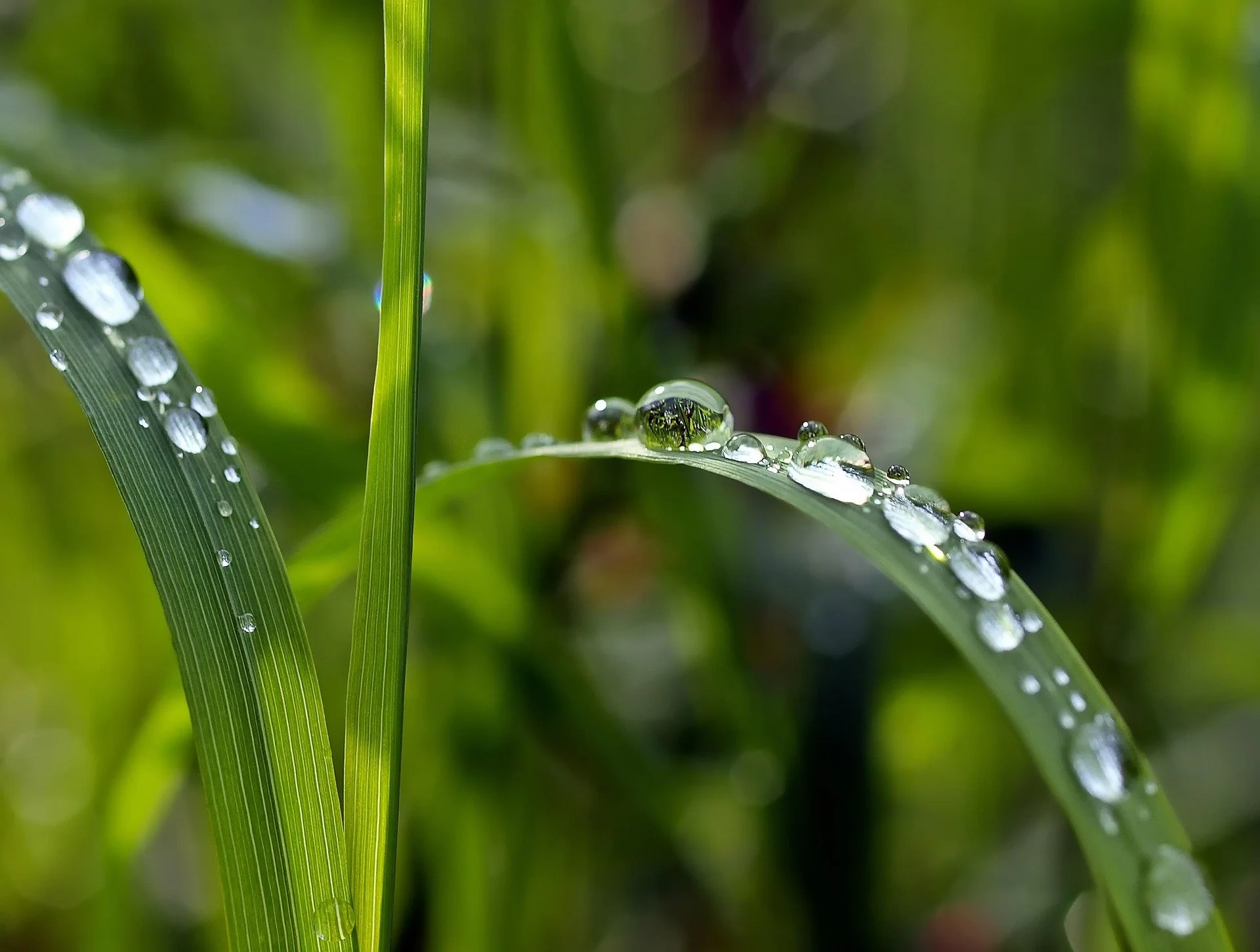 Dew drops on grass blades after early morning irrigation in North Houston