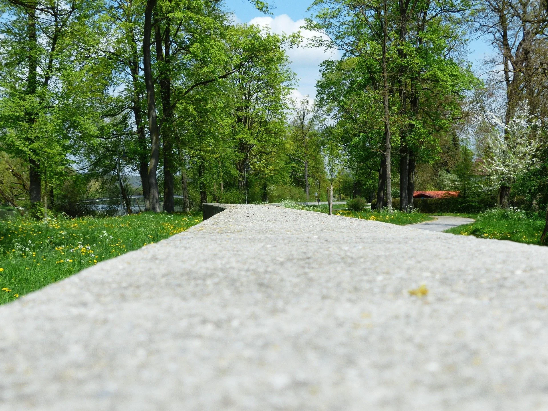 A close-up of a concrete sidewalk with green grass and yellow flowers on either side, leading through a lush park with tall trees and a clear blue sky.