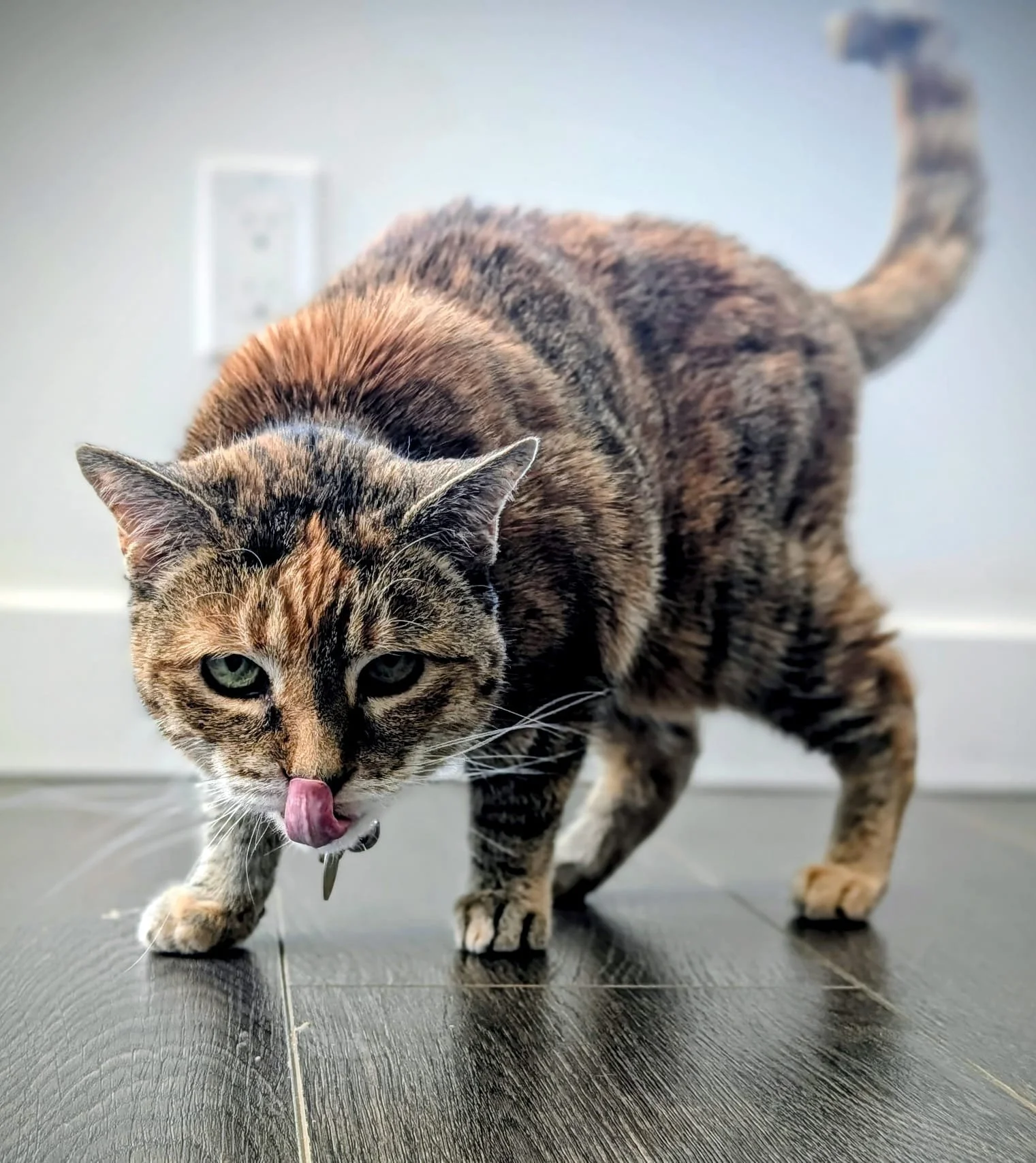 We&rsquo;re excited to share that Thunder &amp; Lightning Athletic Club is a proud sponsor of this year&rsquo;s Animal Justice Holiday Party here in Vancouver, happening on Thursday, November 27. 🖤

This event brings together an amazing community, a