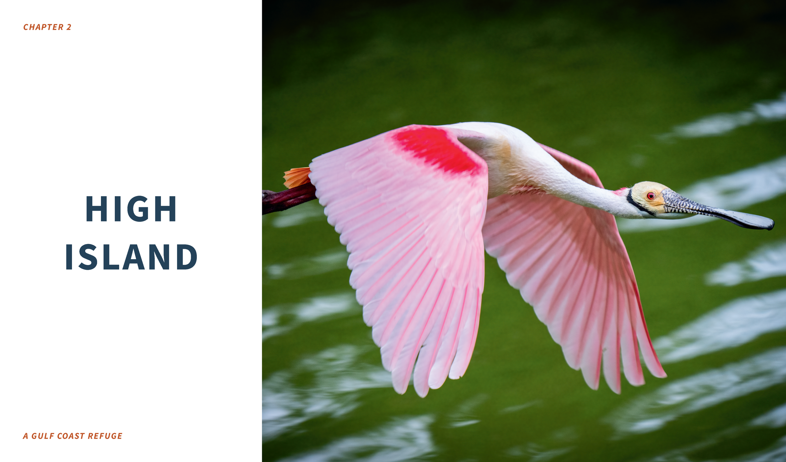 Roseate Spoonbill.png