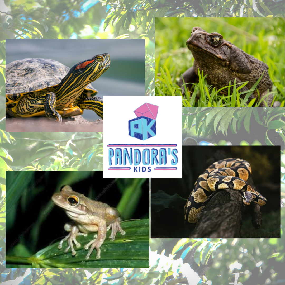 Green Cay Nature Center - Exotic Animals