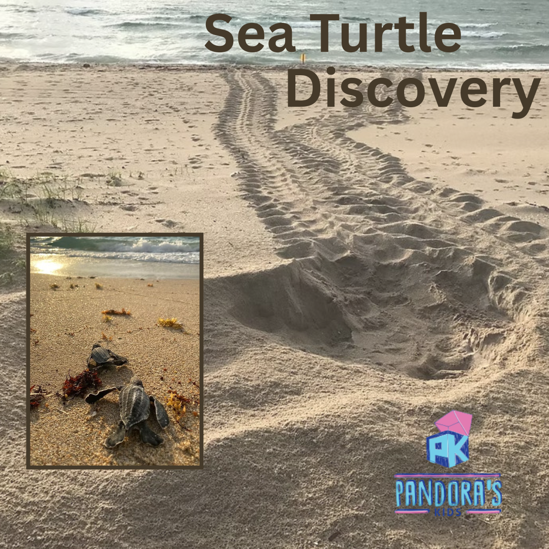 Sea Turtle Discovery