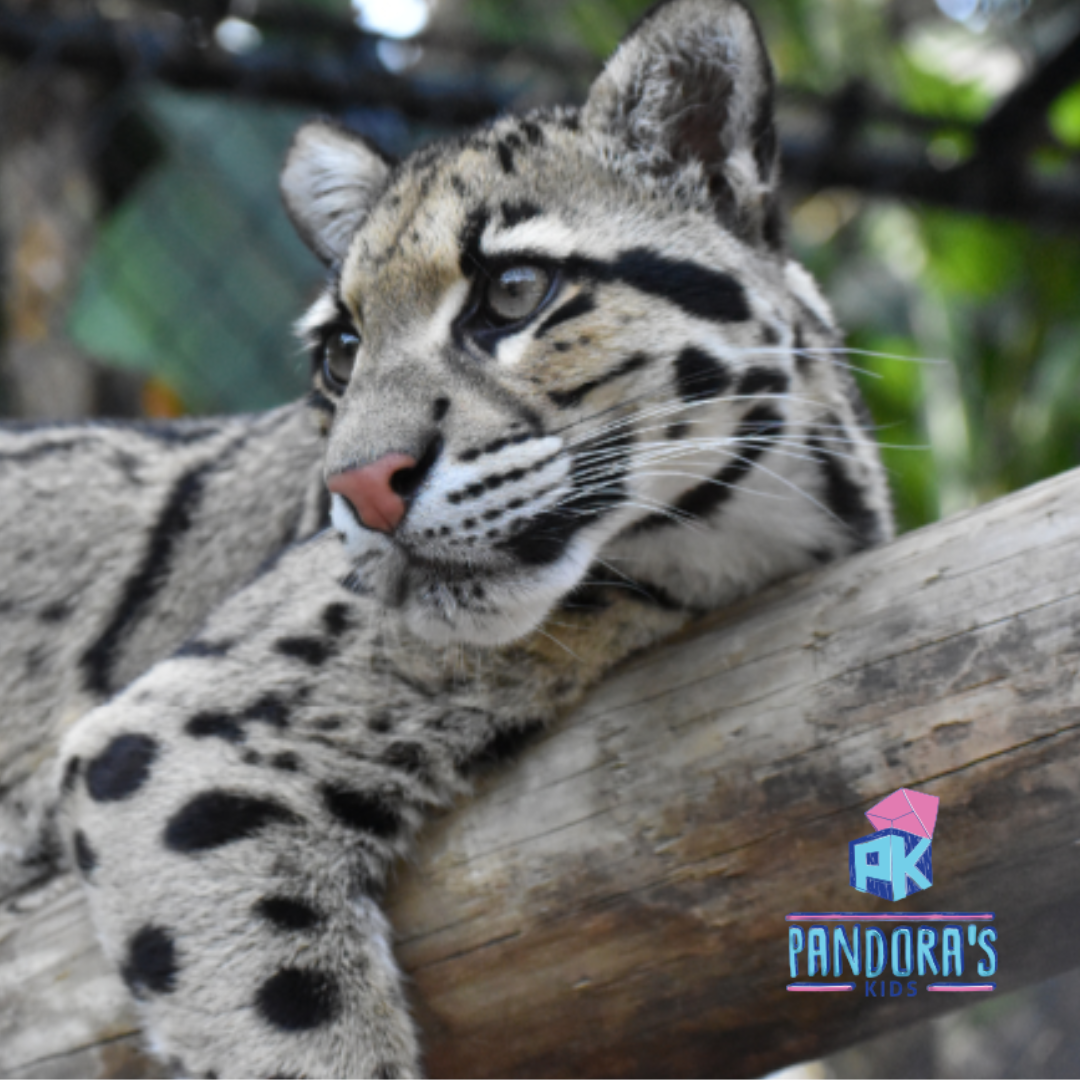 Up Close with the Big Cats