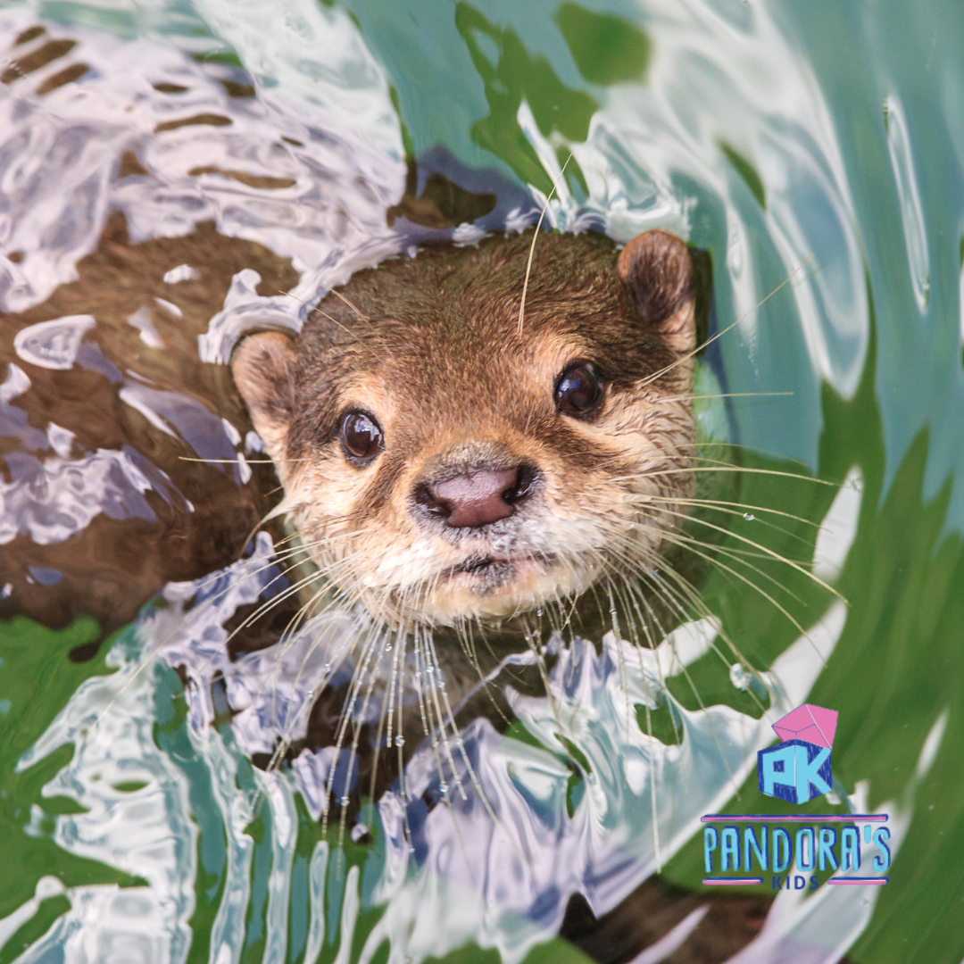 Otterly Awesome Zoo Adventure