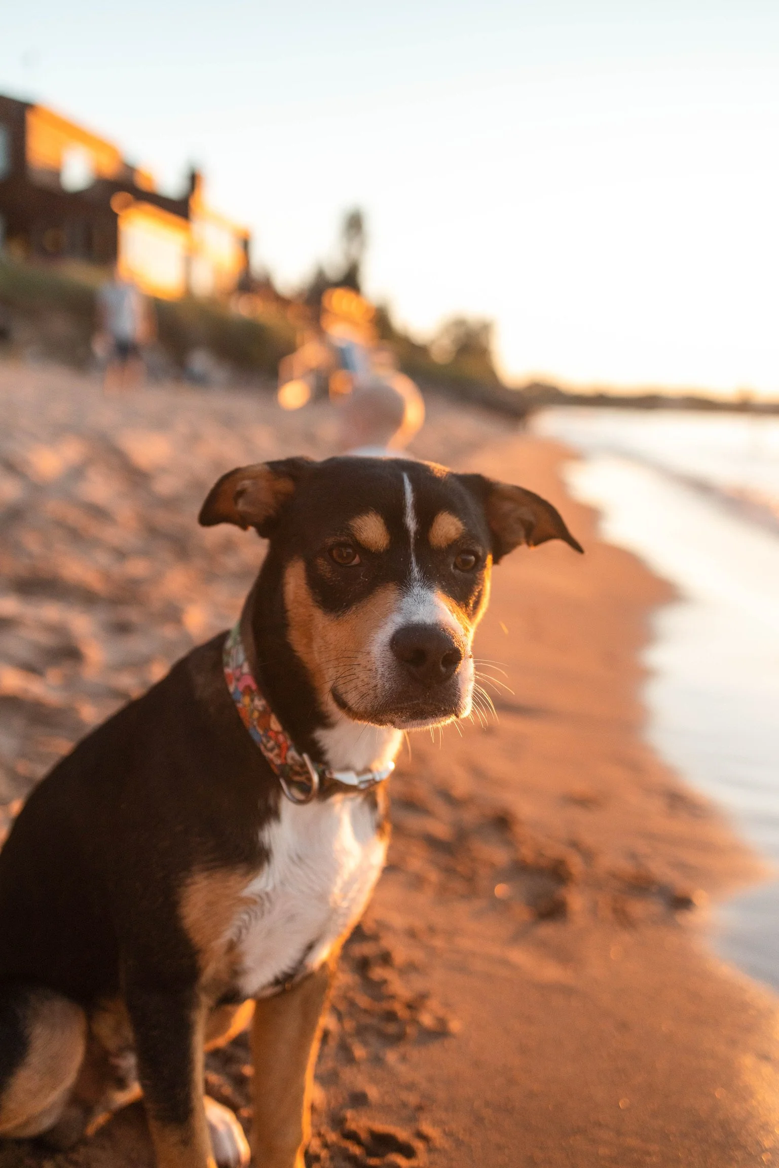 A black, tan, and white dog sitting on a sandy beach near the water at sunset, with houses and people blurred in the background.