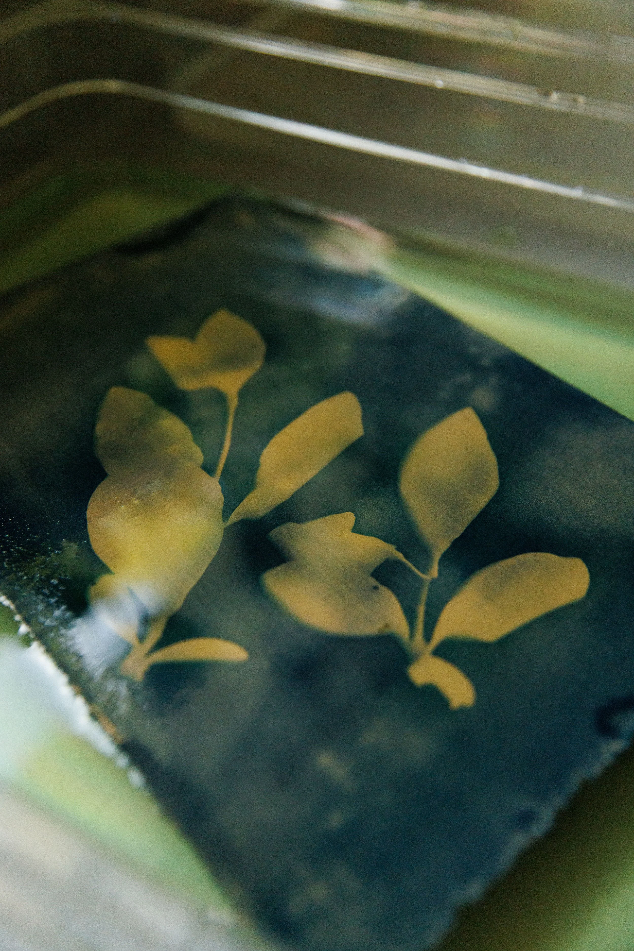 Close-up view of a cyanotype print featuring leaves being developed in a bath of water.