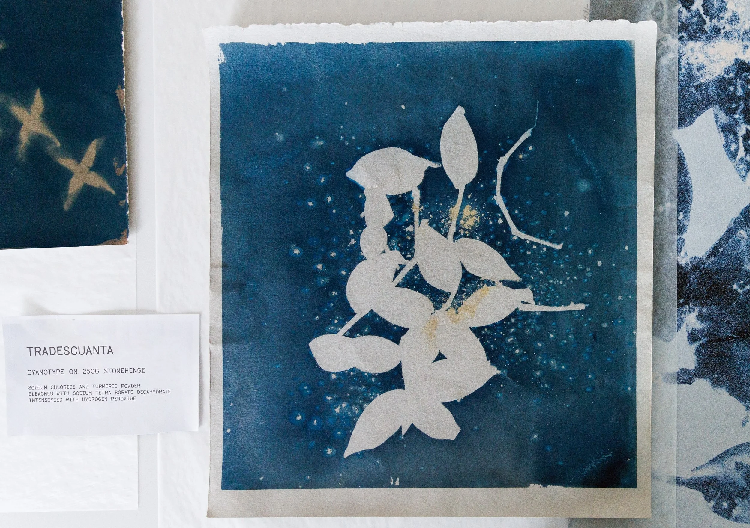 The design for our TRADESCUANTA wallcovering art began with a cyanotype featuring deep tones, rich textures and salt blooms. 

➡️

Wallcovering Available in 5 swatches:

DARK BERLIN BLUE, IRON, LIGHT BERLIN BLUE, SALT, and TUNGSTEN.

#cyanotype #dswa