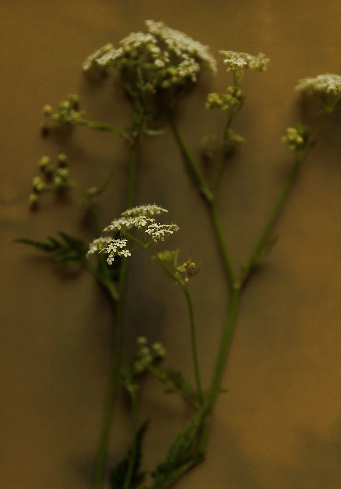Close-up of small white flowers growing on green stems against a brown background.