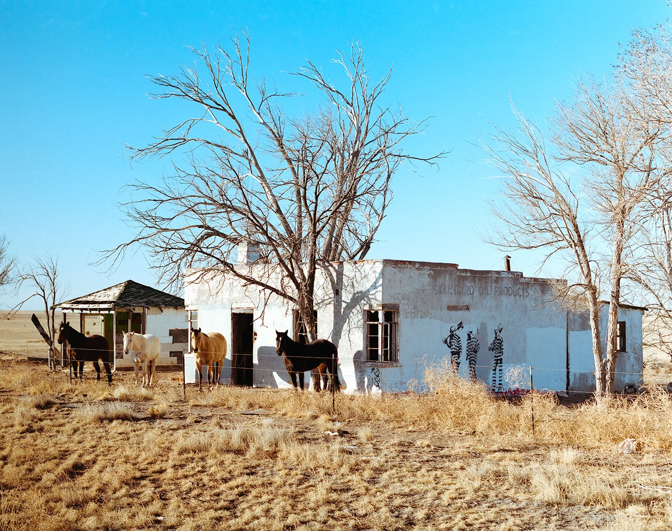 New Mexico, Western Landscape Photography, four horses standing outside an abandoned building.