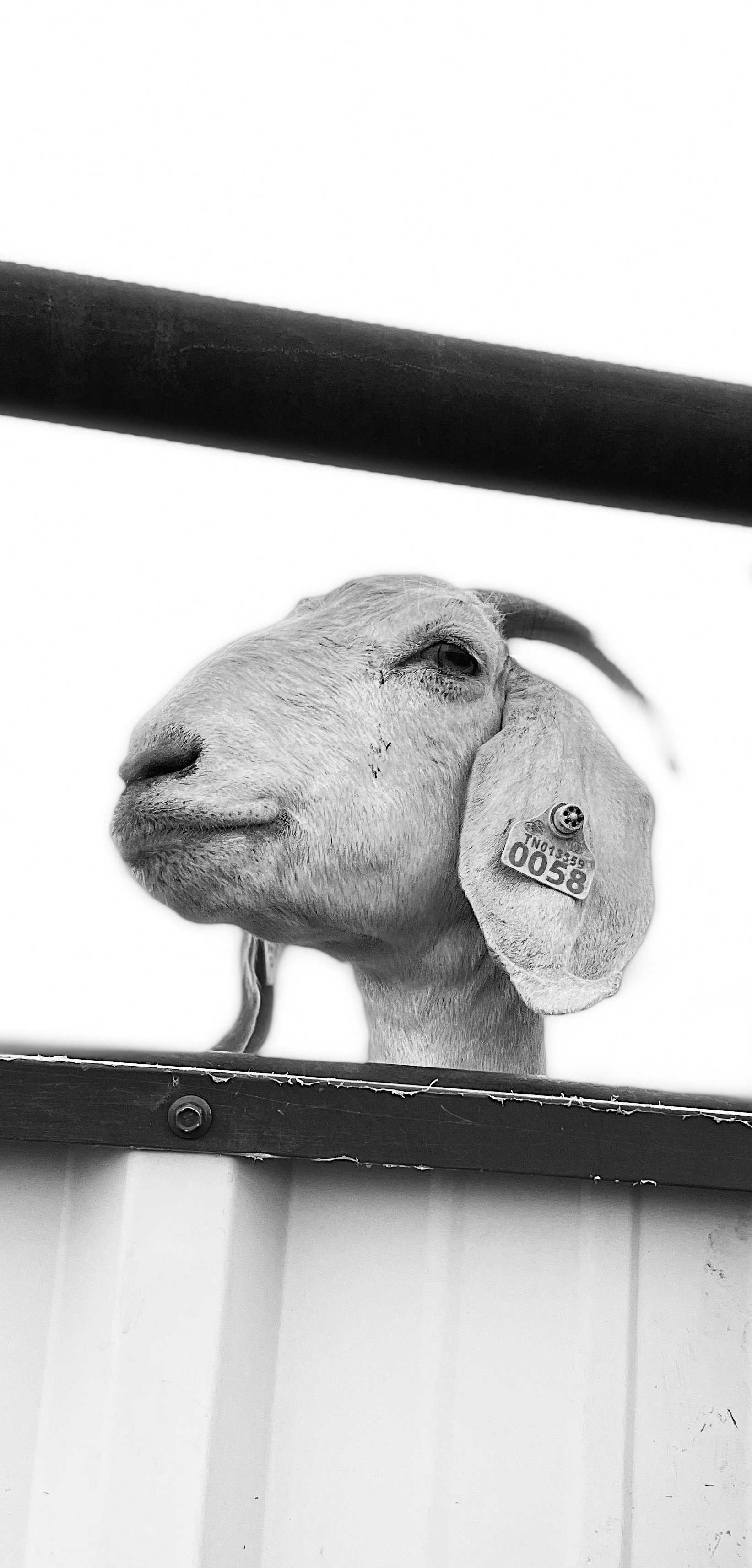 Small Ruminant Veterinary Consulting