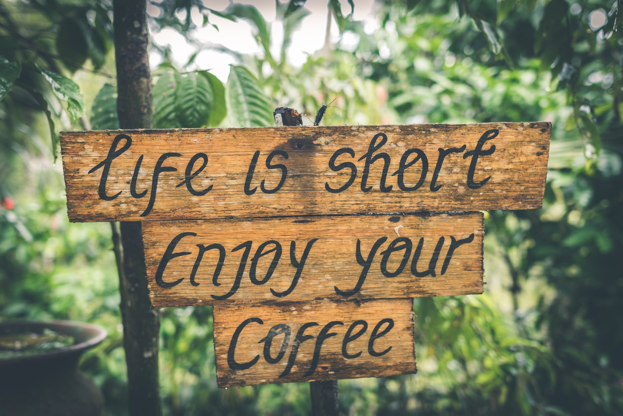 Understanding Coffee Acidity and its Role in Flavour