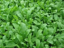 February Feature: Baby Arugula