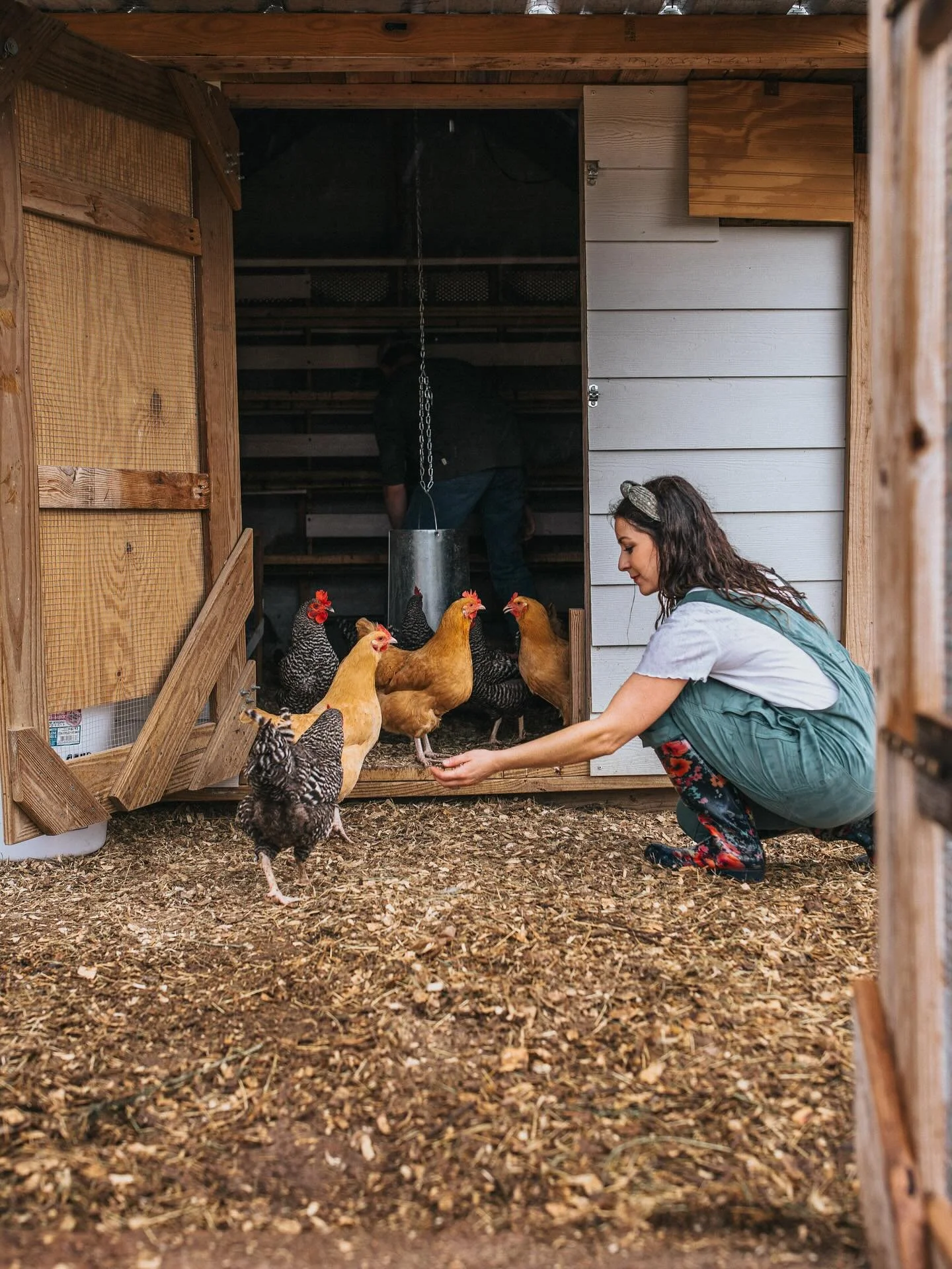 We are preparing for colder weather over here at Ellis Acres. These preparations entail a new laying box for the chickens that is built but still needs to be insulated, a giant pile of firewood is chopped and stacked by the barn for our wood burning 