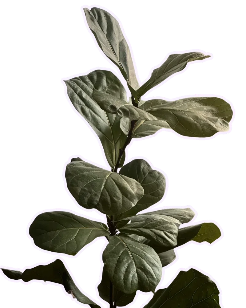 Fiddle lead fig plant.