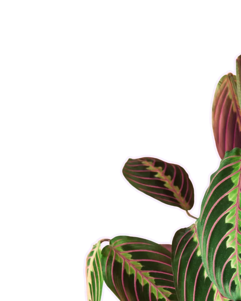 Pink and green house plant.