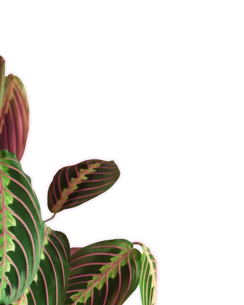 Green and pink house plant.