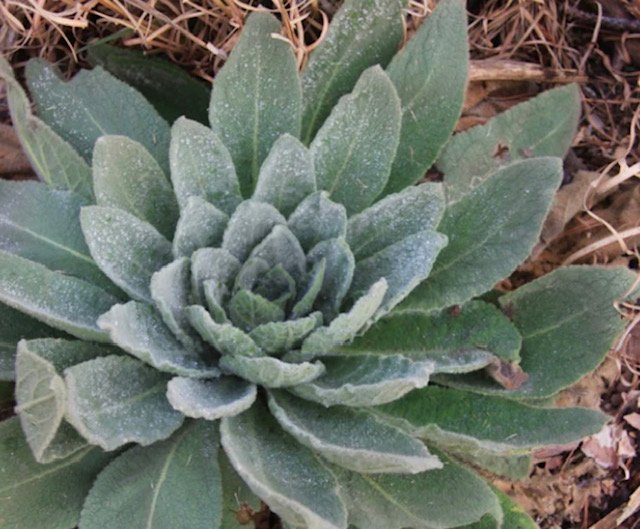 mullein leaf.jpeg