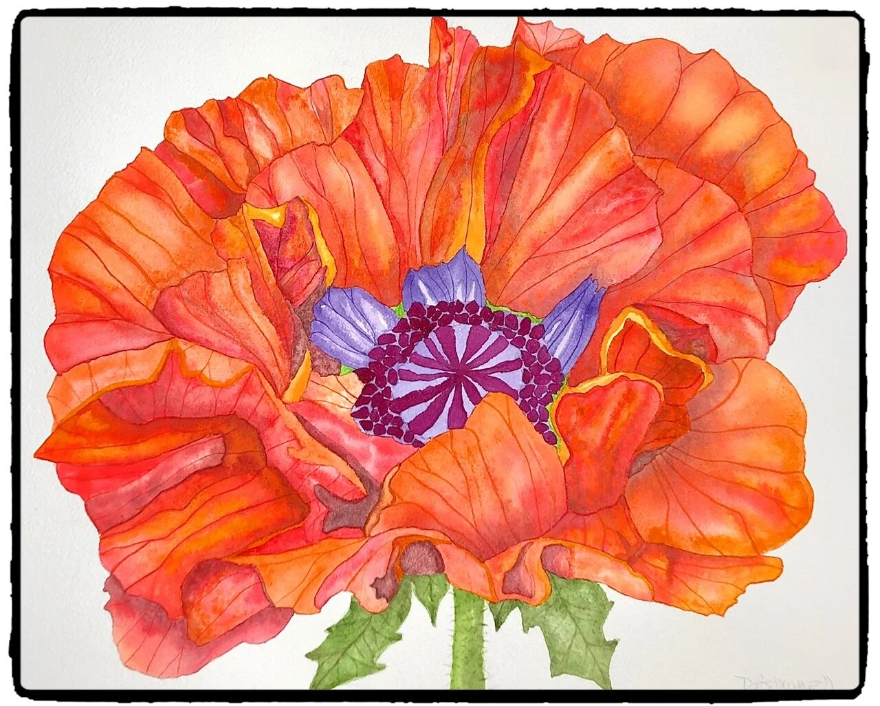 The Exotic Floral series, no. 3 ~ Oriental Poppy