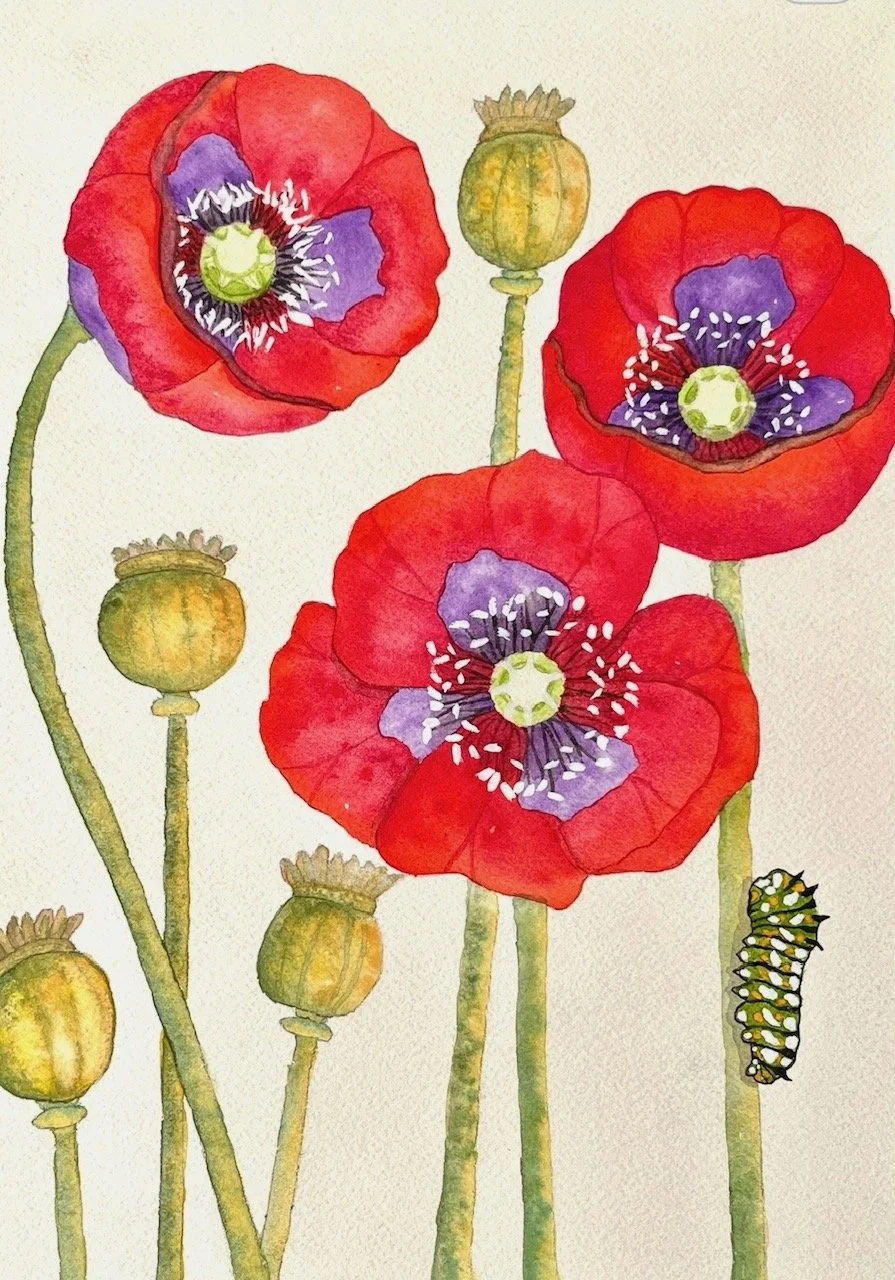 Poppies - SOLD
