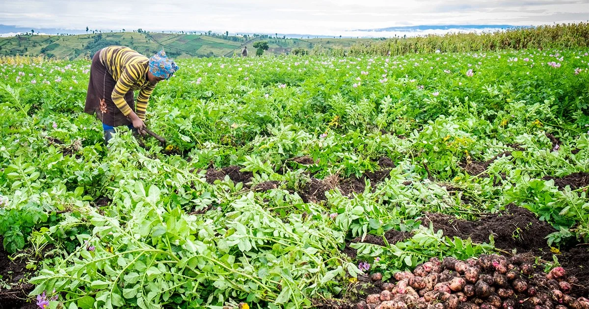 NASA Harvest Joins Mathematica-Led, Gates Foundation-Funded Consortium to Develop Agricultural AI Tool