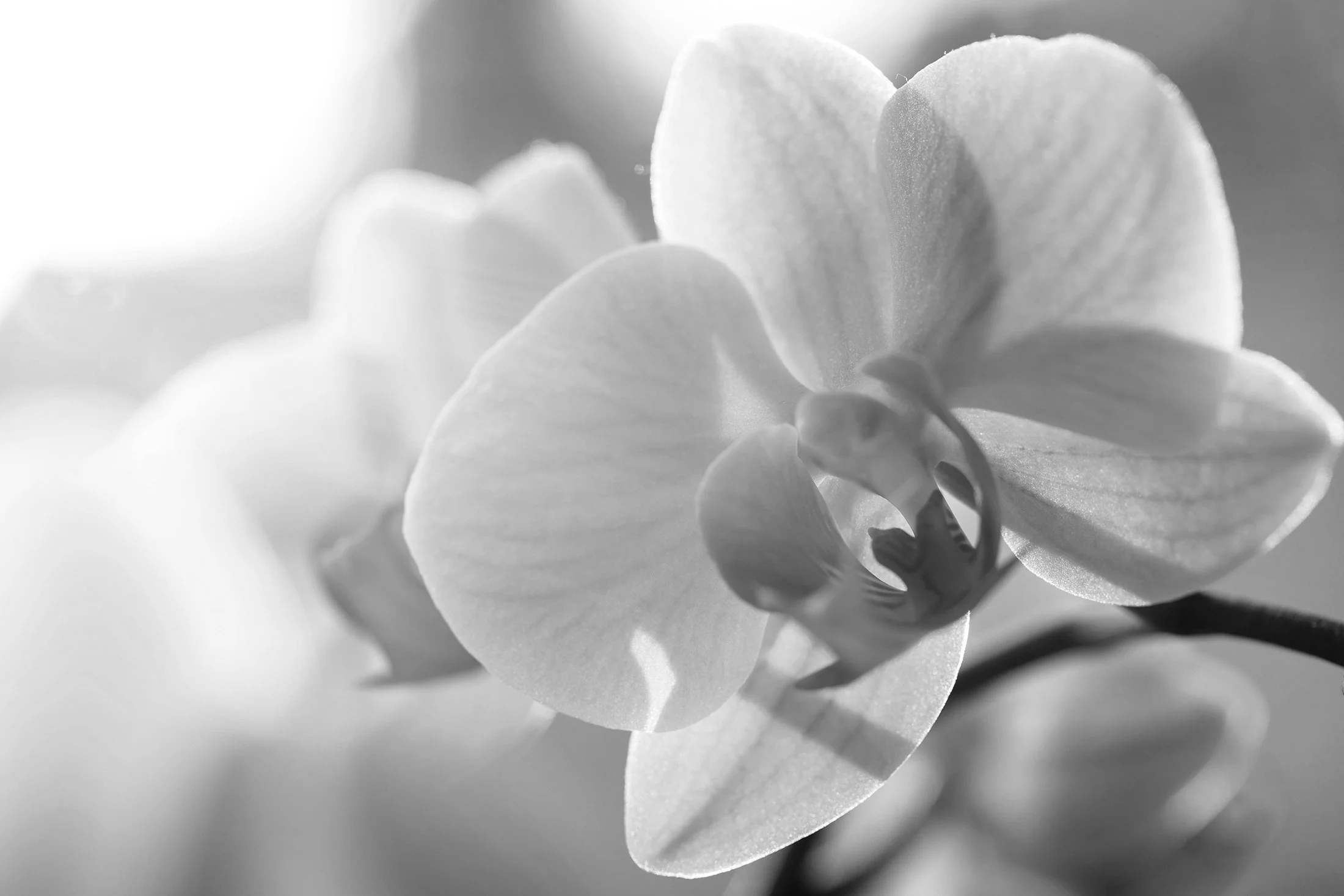 contact-us-orchid-academy