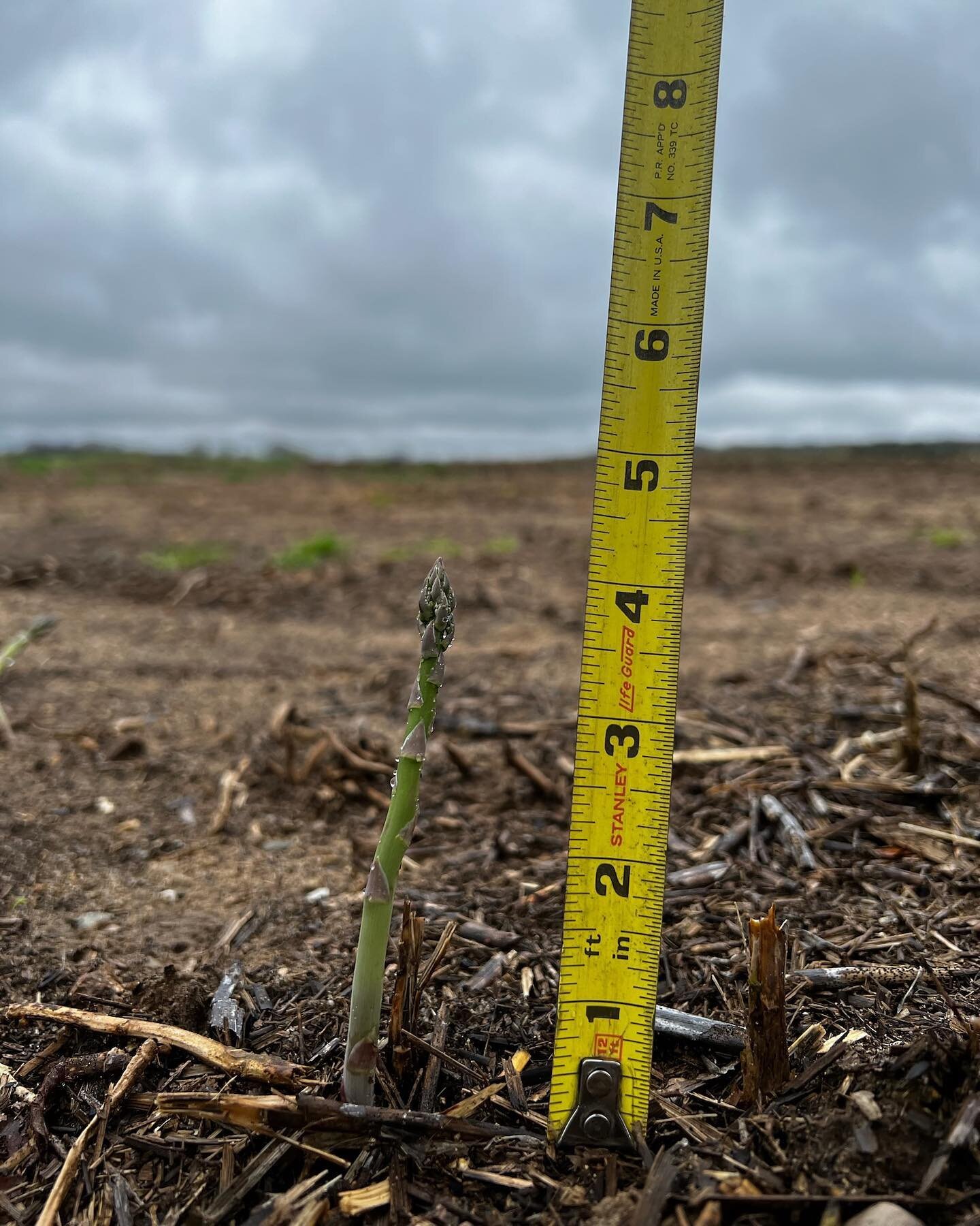 Asparagus season is quickly approaching &amp; we're here for it!

Did you know Michigan ranks first in the nation for asparagus production? Our state produces up to 20 million pounds each year 🤩