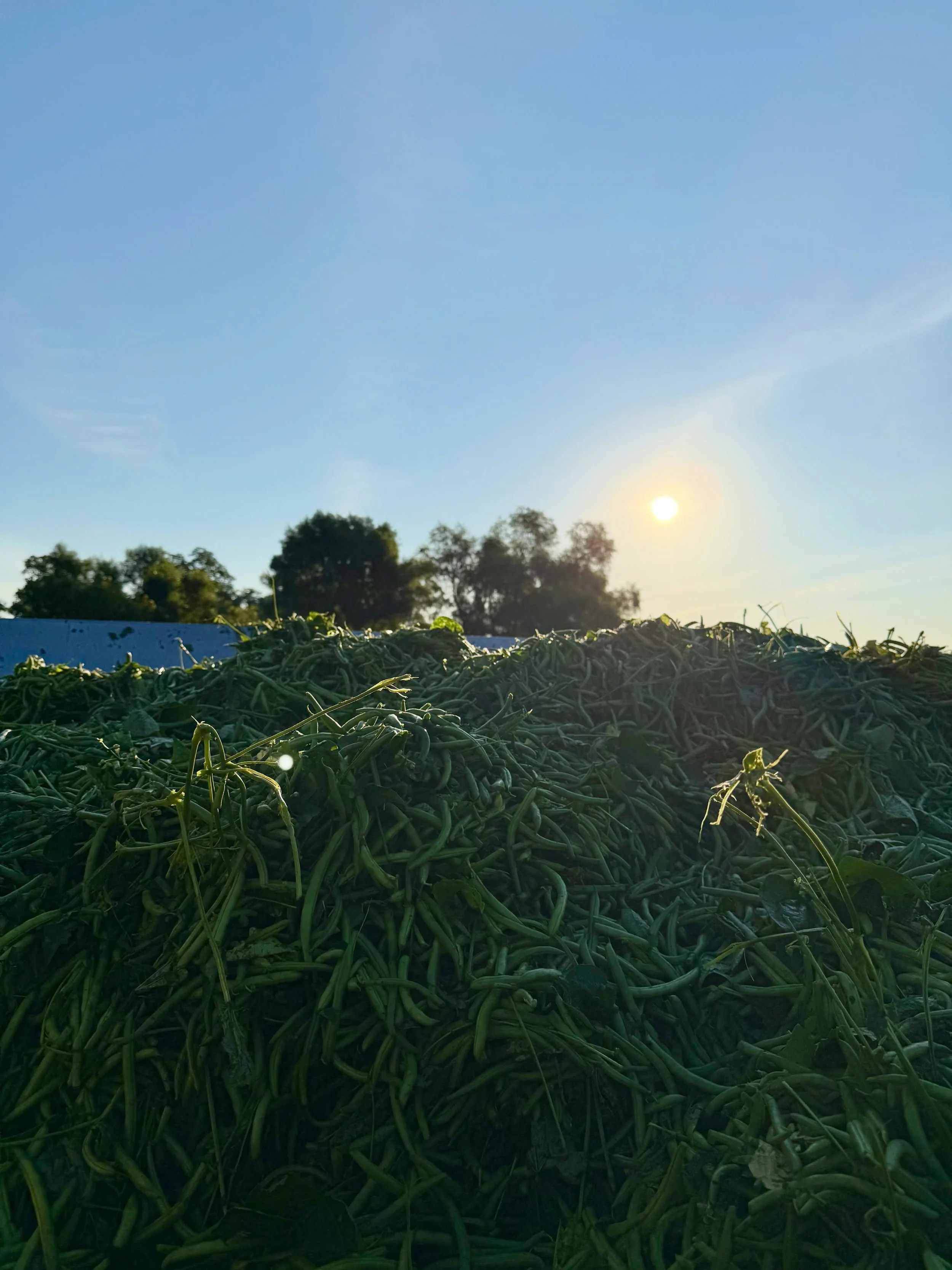 Green beans are a short-season crop, taking just 60+/- days from planting ➡️ harvest! The majority of our beans are shipped to a family-owned canning facility in Ohio and then distributed nationally 🇺🇸