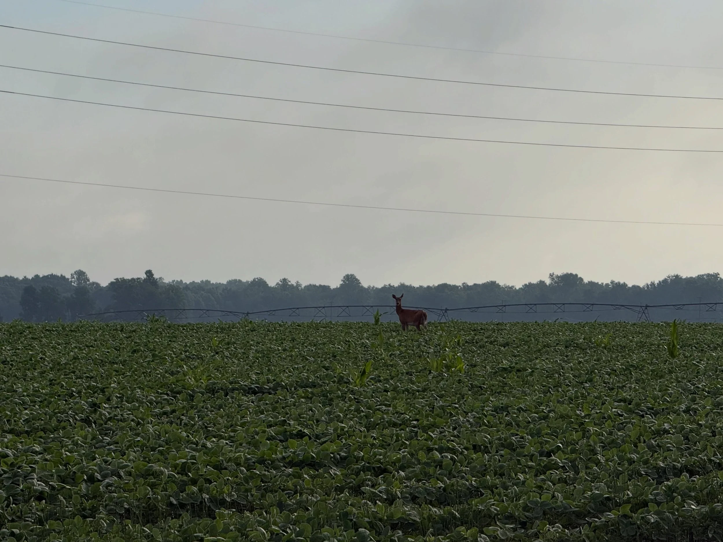 Good morning to everyone except for the deer eating our soybeans 🙃😆
