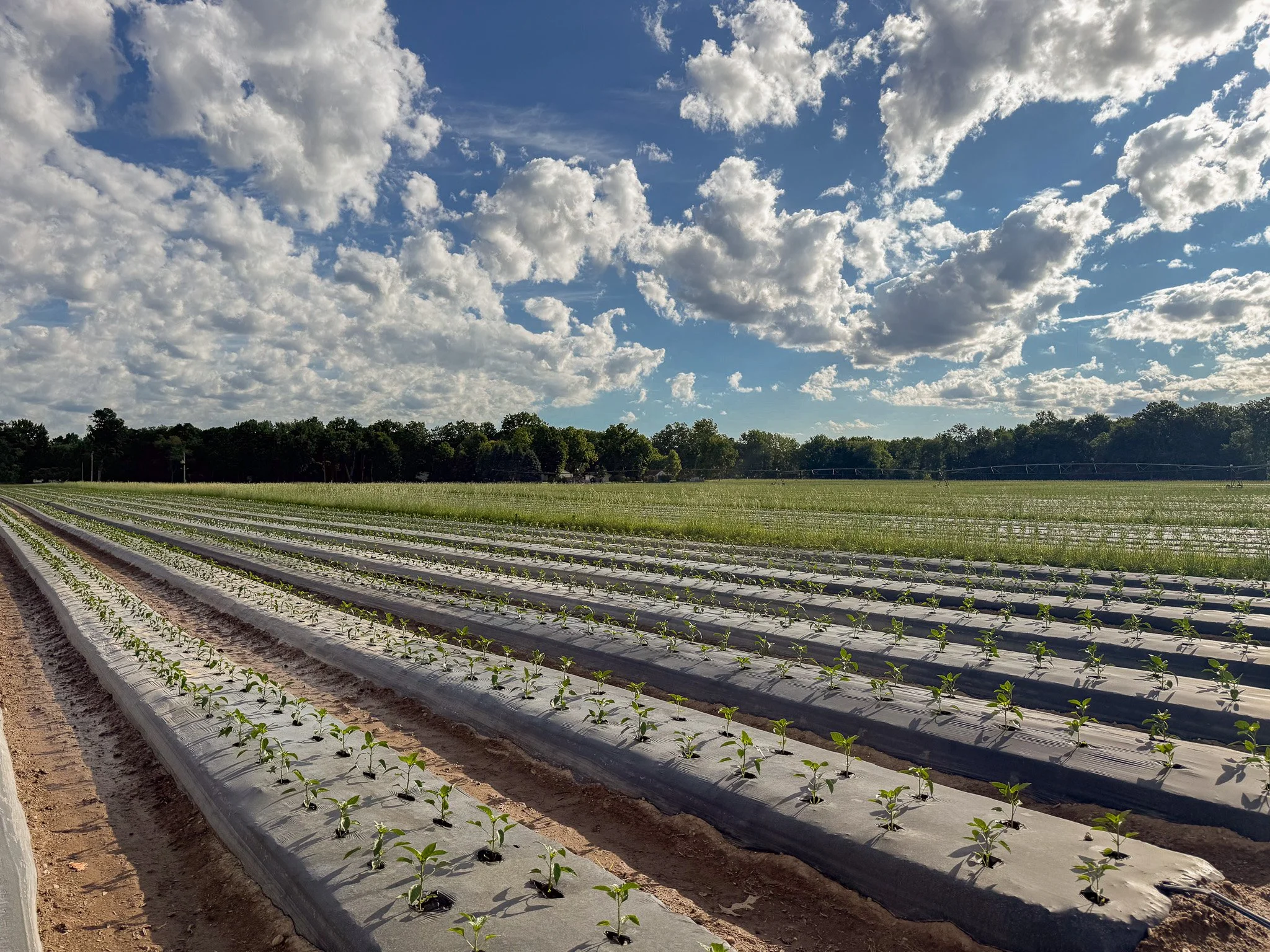Healthy soil leads to healthy crops 🌱
Crop rotation is an important part of caring for our land. Each year, we evaluate what our soil needs and choose crops that help maintain its health and productivity for the future. While some of our acres are r