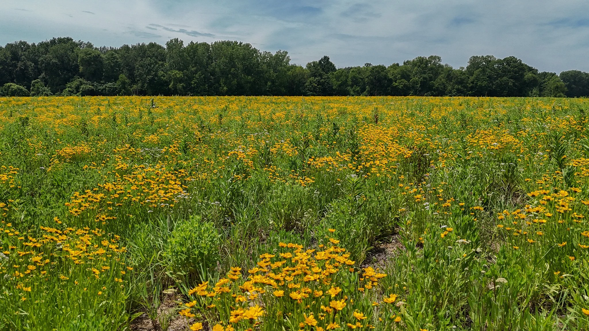 Lets talk CRP!

CRP (Conservation Reserve Program) is a voluntary program that encourages farmers to convert their producing agricultural land to long-term, resource-conserving plant species like native grasses or trees. 

We believe this program is 